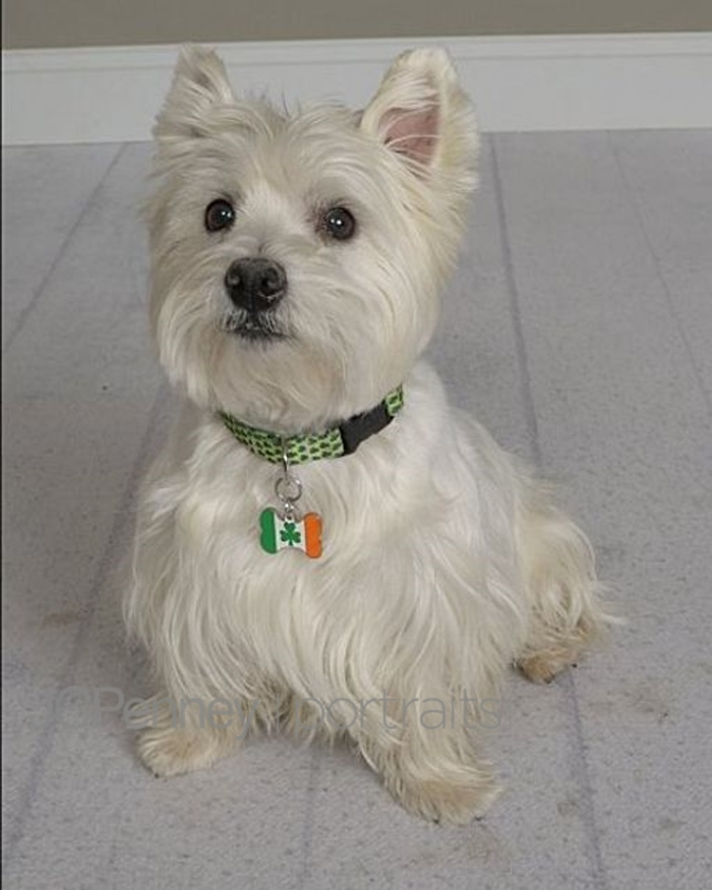 Petite Shamrock Dog Collar by Yellow Dog Design, Inc - Order Today at