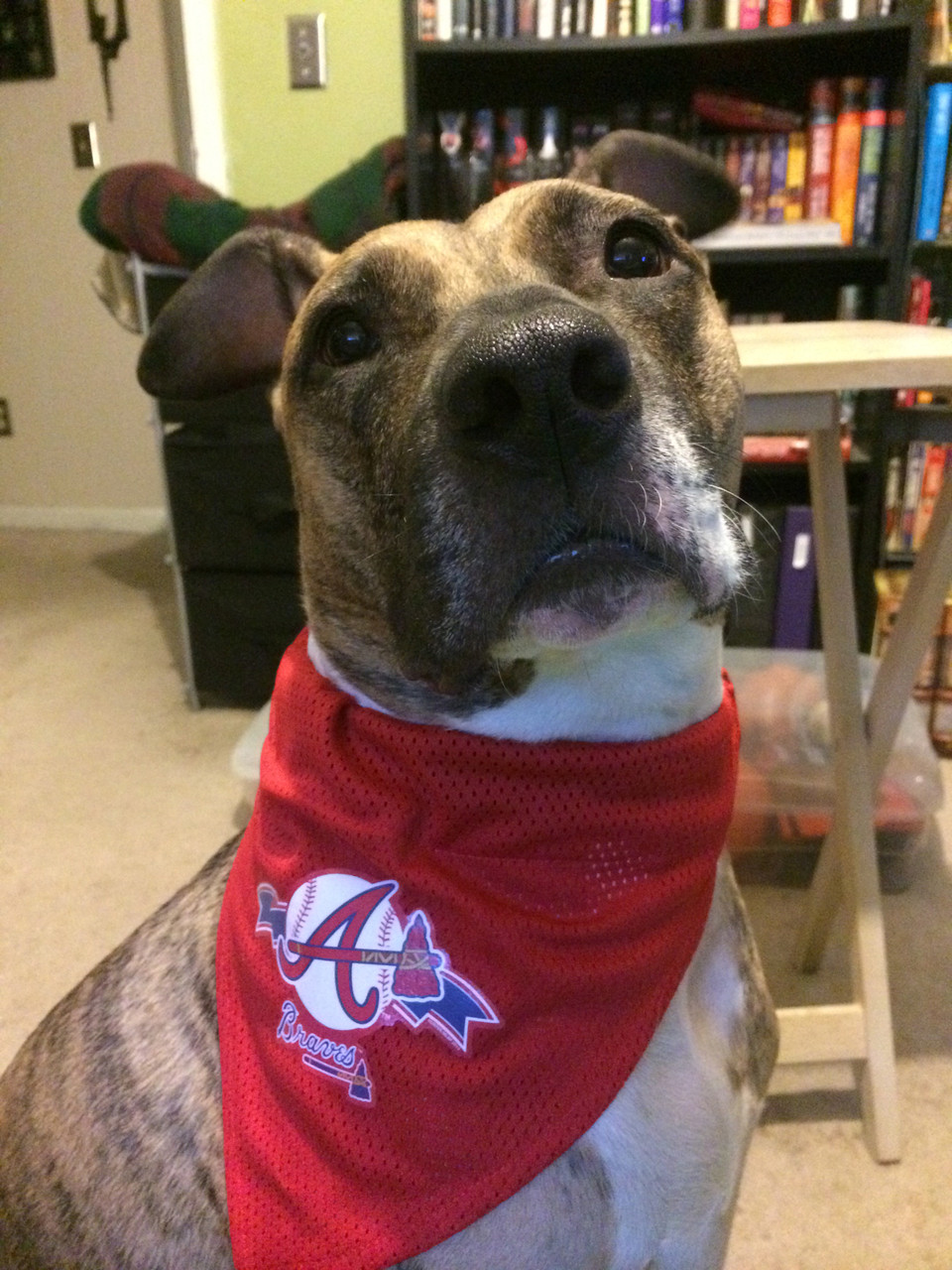 calgary flames dog jersey
