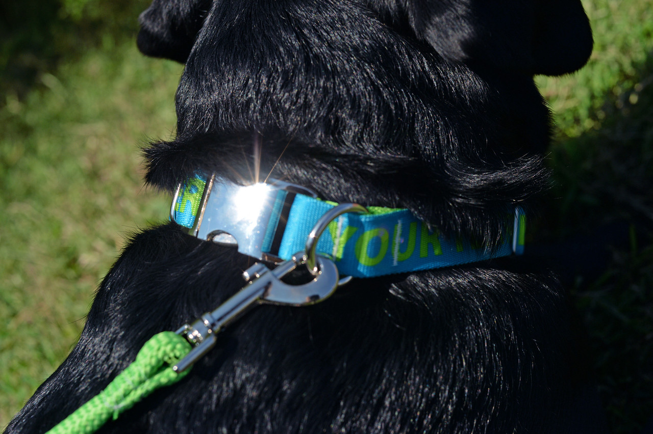 metal clasp dog collars