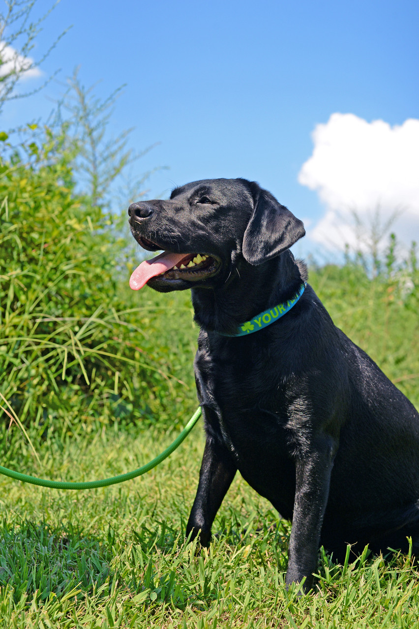 Metal Harness - personalized