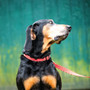 Red Polka Dot Dog Leash