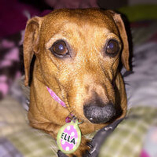 Personalize Your Pet with Hi Def ID Custom Dog Collars