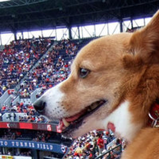 Bark In The Park - 2014 Dog Friendly MLB Games