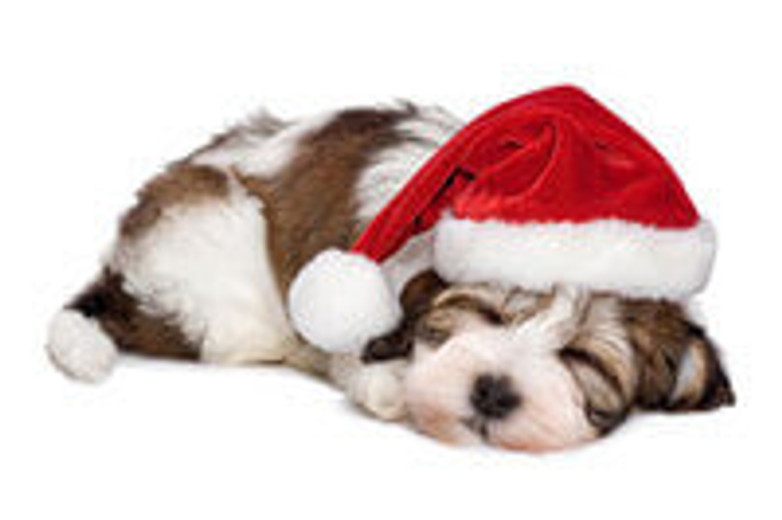 Christmas Dangers For Dogs