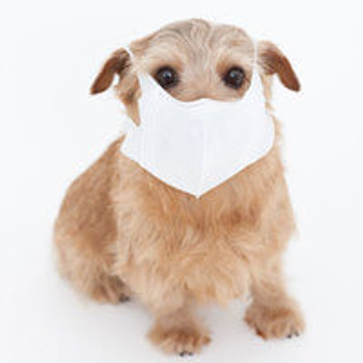 Have Allergies?  Here Are 5 Breeds of Dogs For You!