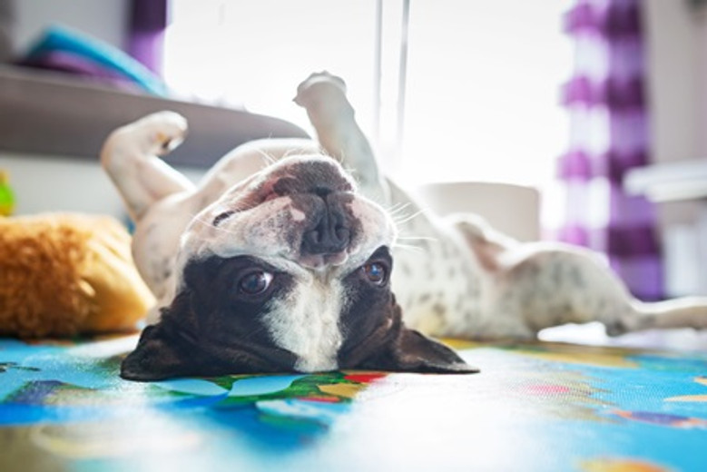 5 Questions About Your Pet’s Habits