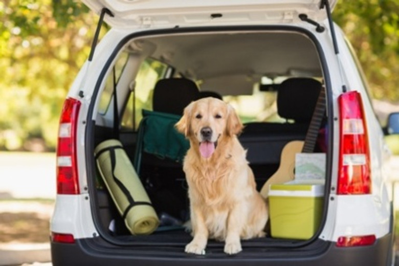 Tips for Fido's First Road Trip