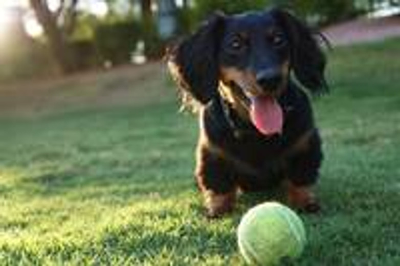 5 Cool Facts About Dachshunds (Doxies)!