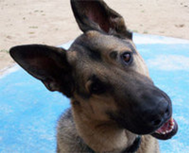 5 Facts About German Shepherds