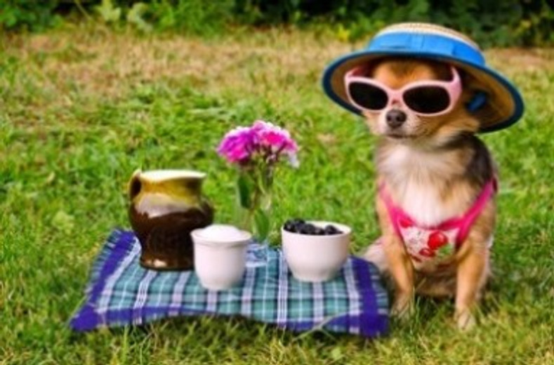 4 Ways to Catapult Your Pup to Insta Fame