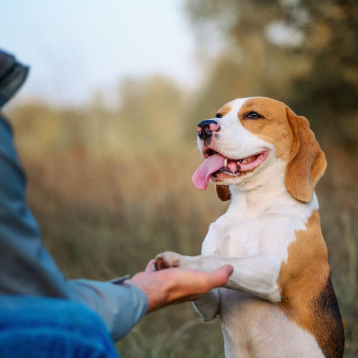 What is the best dog training collar?