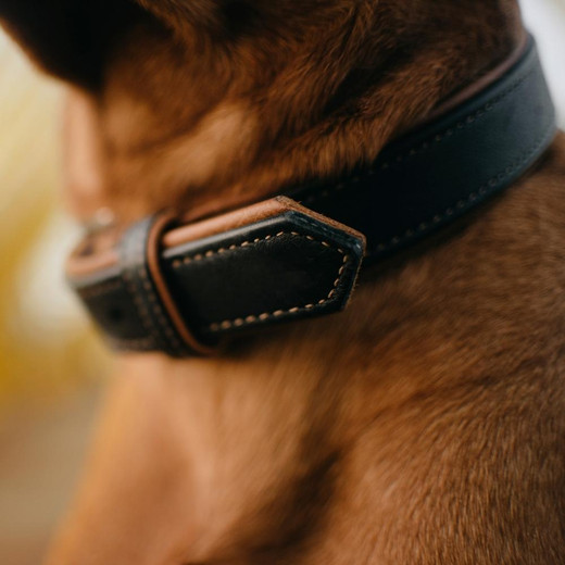 How to clean a leather dog collar