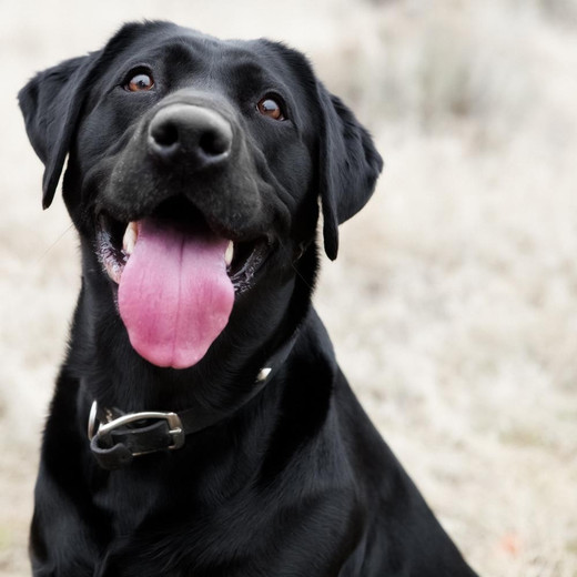 Why does my dog love his collar?