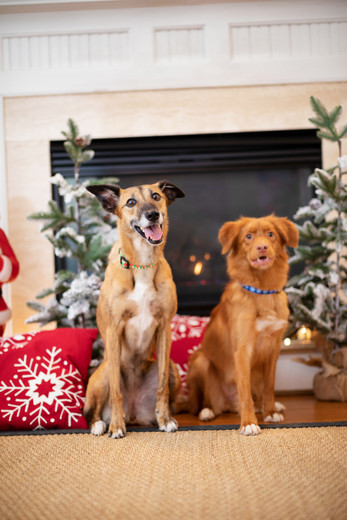 6 Ways to Celebrate the Holidays with Your Dog