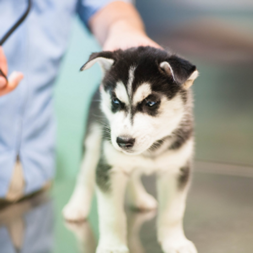 How often should I take my dog to the vet?