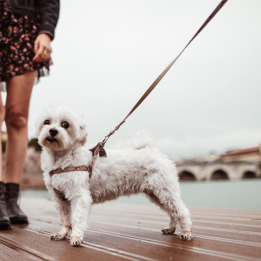 How to leash train a puppy