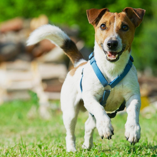 How to measure a dog for a harness