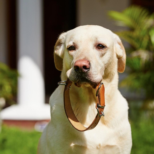 How to tighten a dog collar