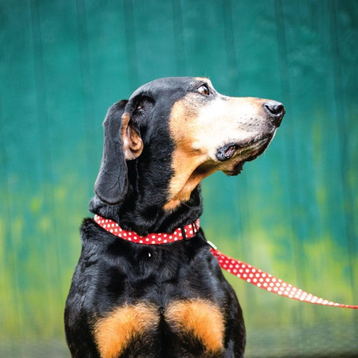 How to train a dog to walk on a leash