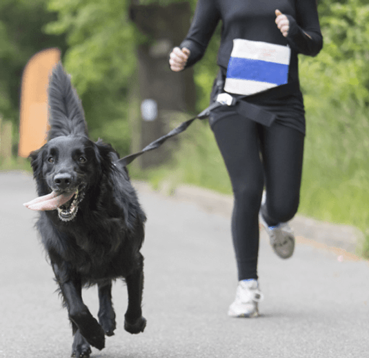 How to Train Your Pup for the Iron Doggy