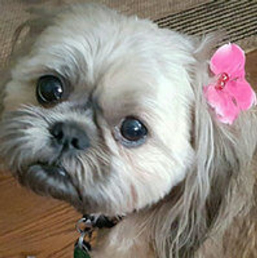 5 Cuddly Facts About Shih Tzus