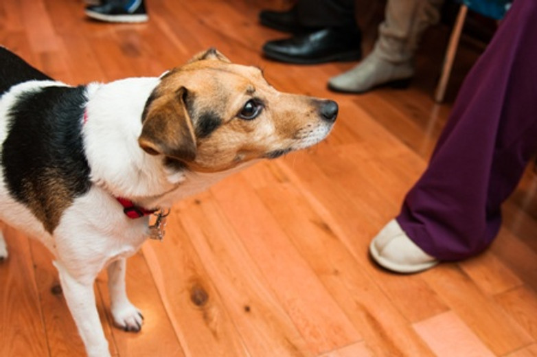 How to Introduce a Nervous Pup to Visitors