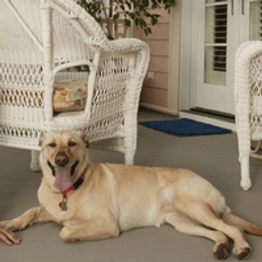 30 Summer Safety Tips For Dog Owners