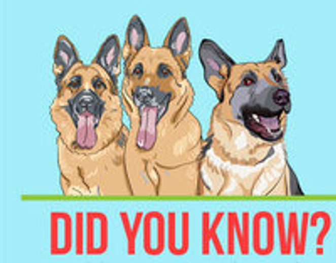 Top 10 Facts About German Shepherds [INFOGRAPHIC]