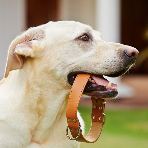 How tight should a dog collar be?