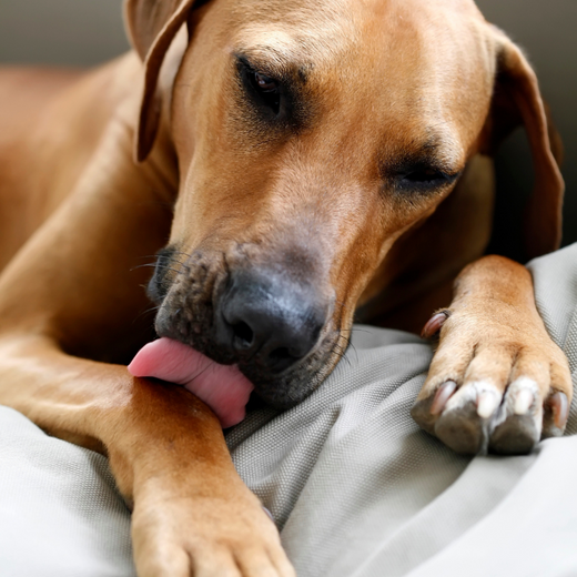 Why do dogs lick their paws