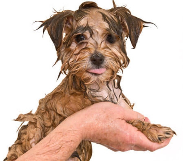 How To Get Rid of Wet Dog Smell