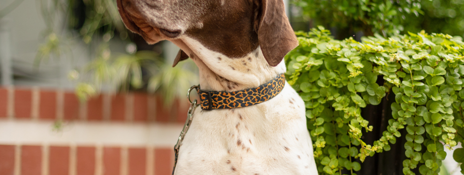 Zebra Black Uptown Dog Leash