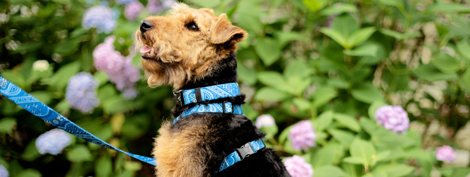 hot dog harness