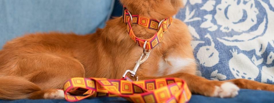 Extra Small Louis Vuitton Dog Collar and Leash - Royal Dog Collars -  Handmade, Premium, Designer Inspired