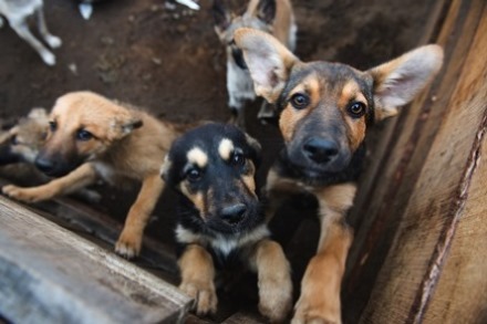 Puppies Waiting to be Adopted