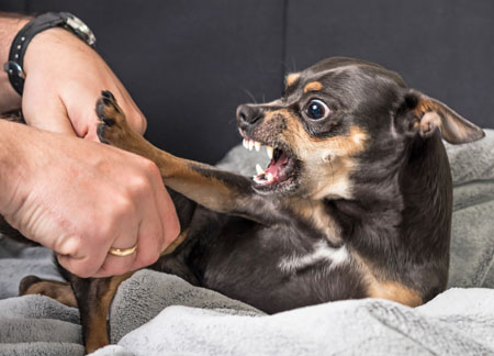Aggressive dog tips