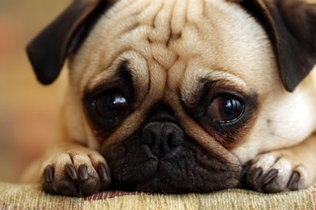 A little dog begging for something on a wooden table with his irresistable and convincing teary big brown eyes