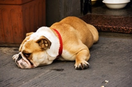 Serious Bulldog on the Street Getting Sleepy