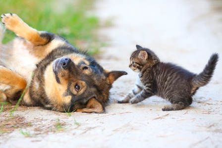 Hide and seek game for pets, found each other by sniffing. The playful dog got excited.