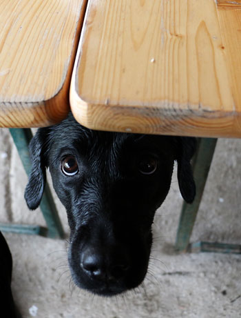 dog begging at table