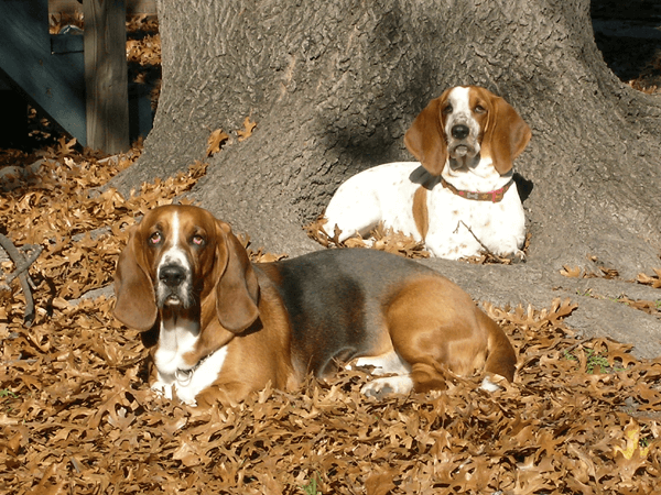 dog-family-tree.png