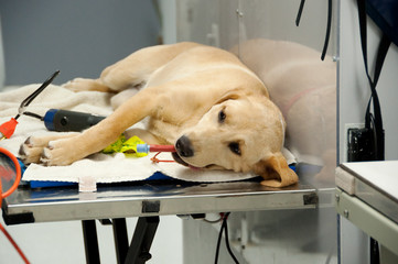 Labrador Lying on a Messy Work Desk