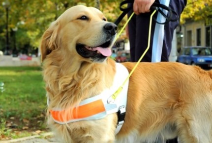 Dog ready to be trained