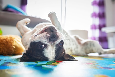 French bulldog lying down on the floor