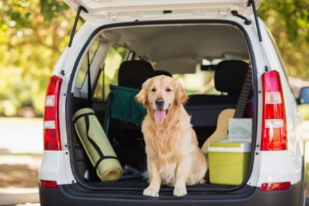 Furry friend getting ready for road trip in a white van