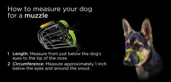 dog muzzle size chart