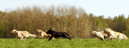 Large group of dogs retrievers running and hunting