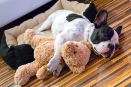 Dog hugging his favorite stuffed friend, napping on his little brown bed with his head and body out of it