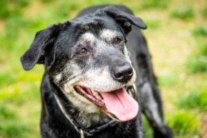 Aging Dog Having A Walk in the Daylight with his Safety Collar