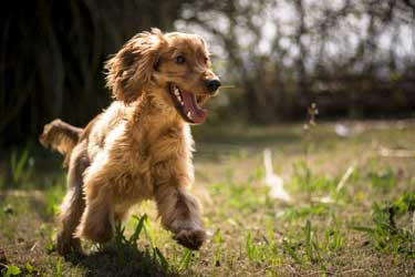 dog ready to play